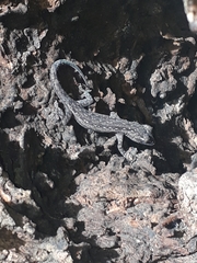 Hemidactylus
