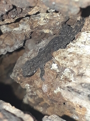 Hemidactylus