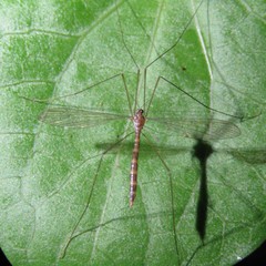 Limnophilella delicatula