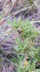 Dolichlasium lagascae