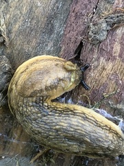 Arion fasciatus