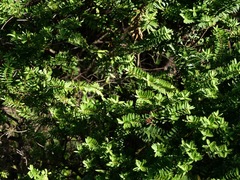 Veronica diosmifolia