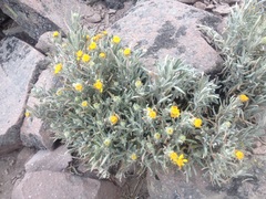 Senecio mairetianus