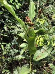 Alpinia hainanensis