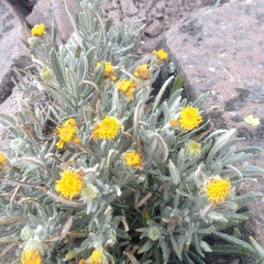 Senecio mairetianus