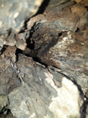 Hemidactylus