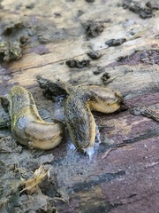 Arion fasciatus