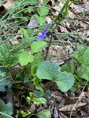 Viola affinis
