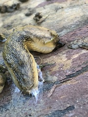 Arion fasciatus