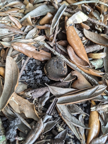 Lycoperdon umbrinum image