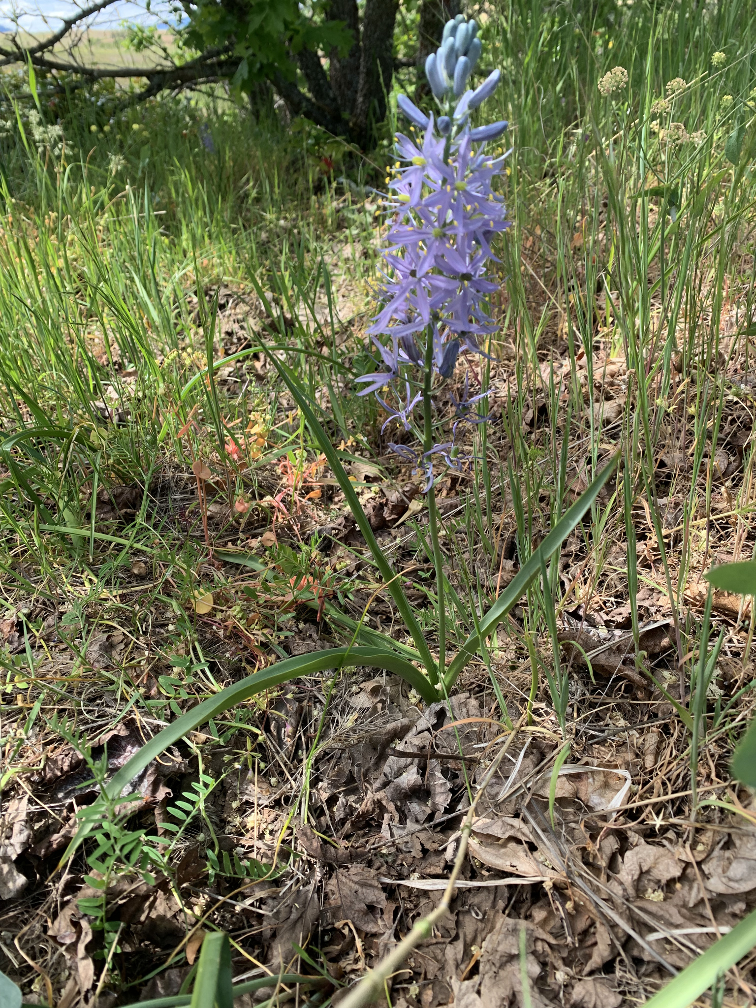 Camassia quamash ssp. intermedia