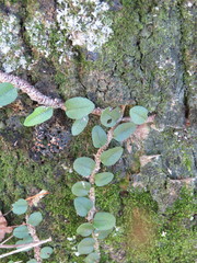 Microgramma mortoniana