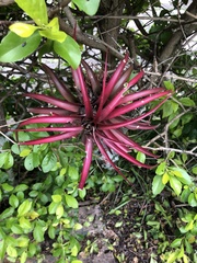 Bromeliaceae