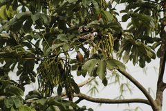 Turdus rufopalliatus