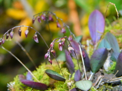 Trichosalpinx pringlei