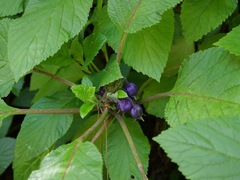 Lobelia physaloides