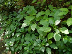 Lobelia physaloides