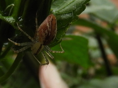 Peucetia rubrolineata