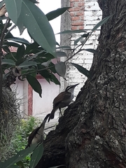 Campylorhynchus griseus