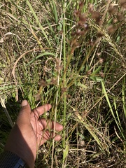 Juncus exsertus