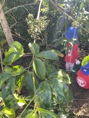 Melicope elleryana
