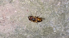 Eristalis kyokoae