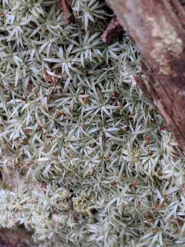 Octoblepharum albidum