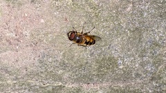 Eristalis kyokoae