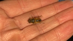 Eristalis kyokoae