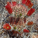 Echinocereus chloranthus - Photo (c) Matt Walter,  זכויות יוצרים חלקיות (CC BY-NC), uploaded by Matt Walter