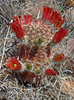 Texas Hedgehog Cactus - Photo (c) Matt Walter, some rights reserved (CC BY-NC), uploaded by Matt Walter