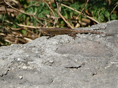 Sceloporus grammicus