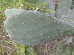 Opuntia