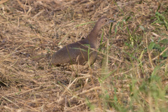 Crypturellus undulatus