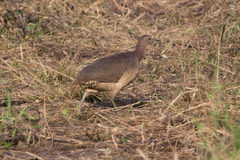 Crypturellus undulatus