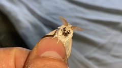 Calliteara pseudabietis