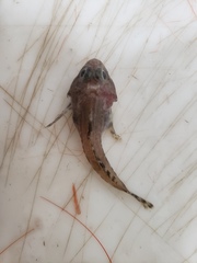 Artediellus atlanticus