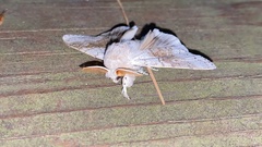 Calliteara pseudabietis