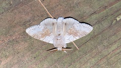 Calliteara pseudabietis