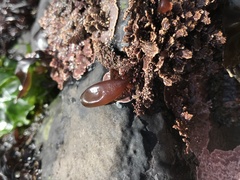 Halosaccion glandiforme