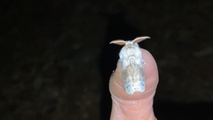 Calliteara pseudabietis