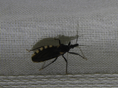Triatoma patagonica
