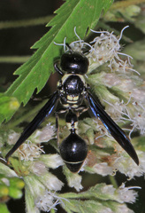 Zethus spinipes variegatus