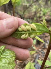 Macrodiplosis castaneae