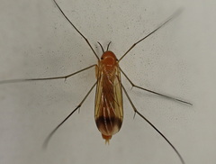 Keroplatus