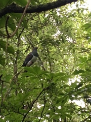 Hemiphaga novaeseelandiae