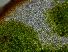 Polycauliona bolacina
