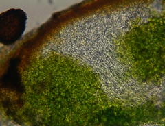 Polycauliona bolacina