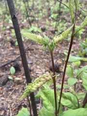 Macrodiplosis castaneae