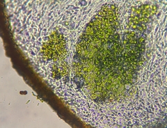 Polycauliona bolacina